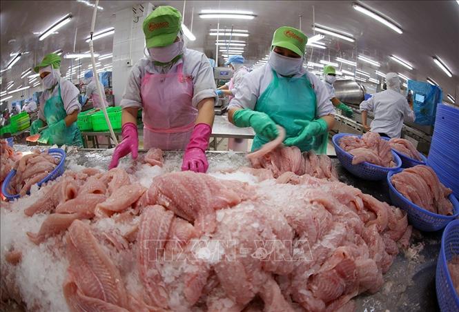 Phân loại, cấp đông cá tra phi lê xuất khẩu tại nhà máy của Công ty CP Gò Đàng Tiền Giang (tỉnh Tiền Giang cũ). Ảnh: Vũ Sinh - TTXVN