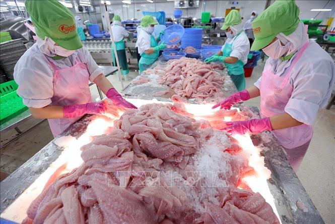 Phân loại, cấp đông cá tra phi lê xuất khẩu tại nhà máy của Công ty CP Gò Đàng Tiền Giang (tỉnh Tiền Giang cũ). Ảnh: Vũ Sinh - TTXVN