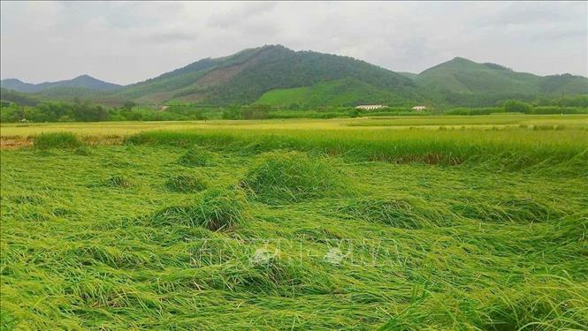 Một số diện tích lúa bị gãy đổ tại địa bàn huyện Sơn Động cũ (tỉnh Bắc Ninh). Ảnh: TTXVN phát 