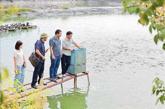 Mô hình nuôi cá nước ngọt được hộ dân đầu tư máy bắn thức ăn và quạt nước, tiết kiệm công lao động và nâng cao hiệu quả kinh tế. Ảnh: Lê Đông - TTXVN
