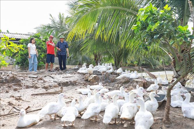 Mô hình nuôi ngan được Trung tâm Khuyến nông tỉnh Thanh Hoá hỗ trợ 50% giống, thức ăn và hướng dẫn kỹ thuật cho hộ chưa có kinh nghiệm. Ảnh: Lê Đông - TTXVN