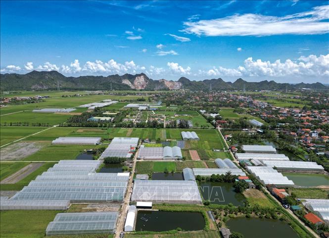 Mô hình trồng dưa vàng trong nhà màng được triển khai từ năm 2018 trên diện tích gần 40ha tại huyện Nga Sơn, tỉnh Thanh Hoá. Ảnh: Lê Đông - TTXVN