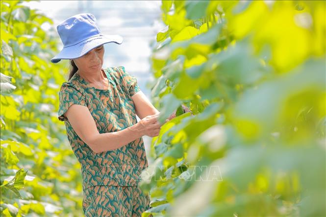 Nông dân chăm sóc dưa vàng trồng trong nhà màng, áp dụng kỹ thuật canh tác hiện đại nâng cao năng suất. Ảnh: Lê Đông - TTXVN
