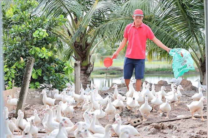 Trong lĩnh vực chăn nuôi, ngành Khuyến nông tỉnh Thanh Hoá đã thực hiện 17 mô với quy mô 42.320 con gia cầm, tại 36 xã với sự tham gia của hơn 3.075 hộ gia đình. Ảnh: Lê Đông - TTXVN