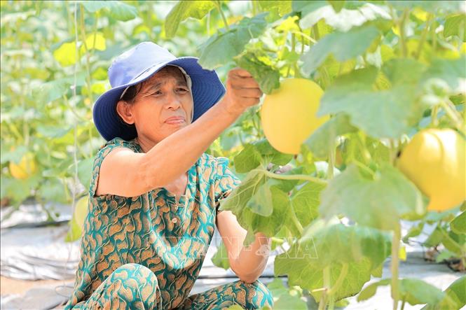 Ứng dụng mô hình nhà màng giúp nông dân kiểm soát tốt sâu bệnh, mang lại hiệu quả kinh tế cao. Ảnh: Lê Đông - TTXVN