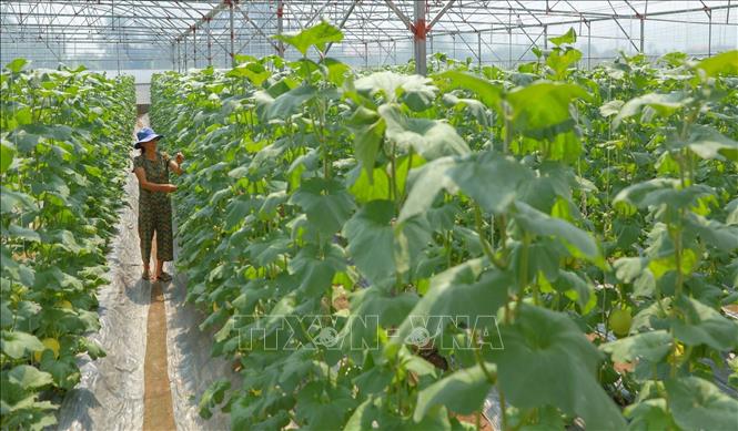 Trung tâm Khuyến nông tỉnh Thanh Hoá đã thực hiện 20 mô hình tại 41 xã với quy mô 499 ha trồng cây nông nghiệp và 6.221 hộ tham gia. Ảnh: Lê Đông - TTXVN