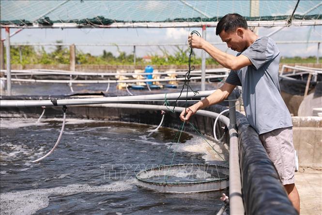 Hộ nông dân tham gia mô hình nuôi tôm thẻ đang kéo nhá để theo dõi quá trình sinh trưởng và quản lý lượng thức ăn. Ảnh: Lê Đông - TTXVN