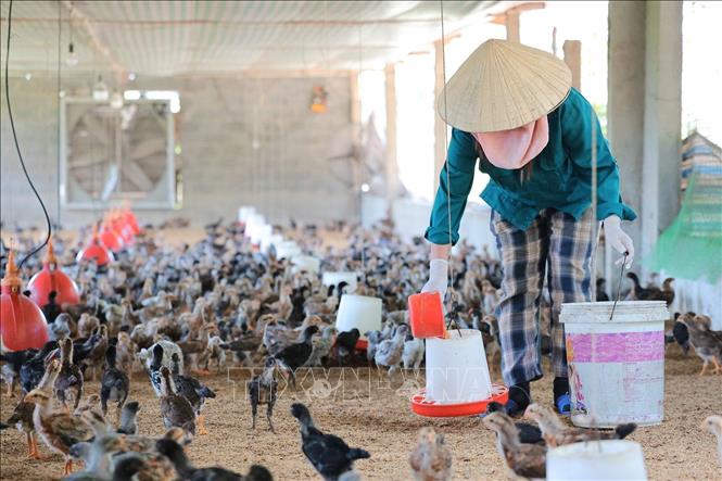 100% các mô hình chăn nuôi đều cho kết quả đạt và vượt yêu cầu đề ra với tỷ lệ nuôi sống và đem lại hiệu quả kinh tế cao hơn so với chăn nuôi đại trà cùng thời điểm. Ảnh: Lê Đông - TTXVN