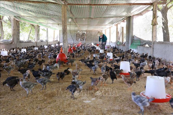 Mô hình chăn nuôi gà thương phẩm đã được Trung tâm Khuyến nông tỉnh Thanh Hoá giúp về con giống, thức ăn và hỗ trợ kỹ thuật. Ảnh: Lê Đông - TTXVN