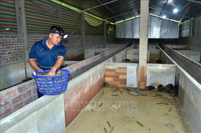 Anh Đinh Tiến Hoàng, Hợp tác xã Nông nghiệp và Dịch vụ tổng hợp Hoàng Phát - HB, cho dúi ăn. Ảnh: Thanh Hải - TTXVN 