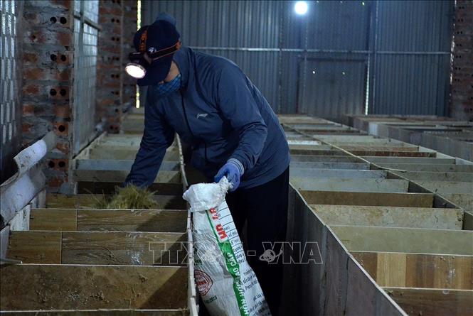 Hợp tác xã Nông nghiệp và Dịch vụ tổng hợp Hoàng Phát - HB duy trì công việc ổn định cho các lao động địa phương. Ảnh: Thanh Hải - TTXVN 