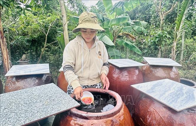 Chị Lê Thị Ngọc Tuyền kiểm tra thùng ủ cá linh tại cơ sở sản xuất nước mắm truyền thống của gia đình. Ảnh: Thanh Sang -TTXVN