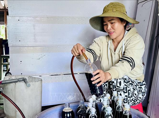 Chị Tuyền đóng chai sản phẩm nước mắm cá linh. Ảnh: Thanh Sang - TTXVN