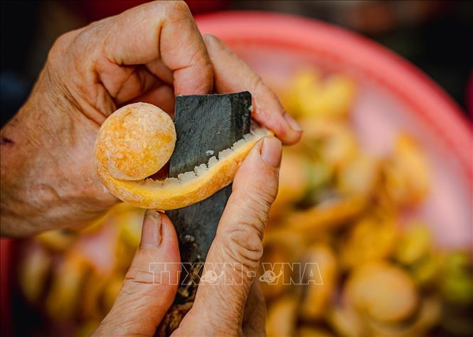 Sấu chín là thức quà mùa Thu 