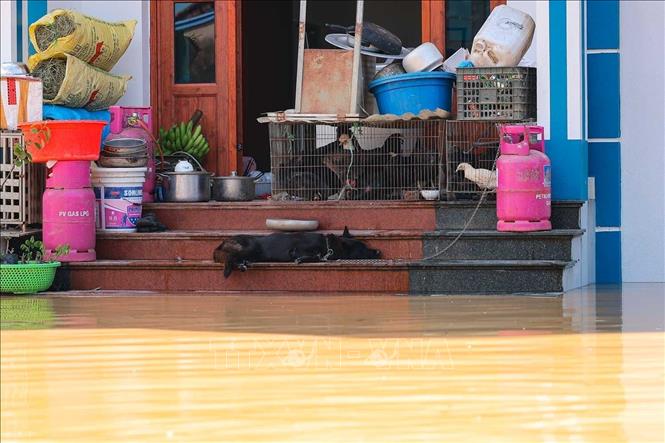 Nước sông Cầu dâng cao bất thường khiến nhiều hộ gia đình thôn Ngô Đạo, xã Đa Phúc (Hà Nội) bị ngập sâu. Ảnh: Hoàng Hiếu - TTXVN
