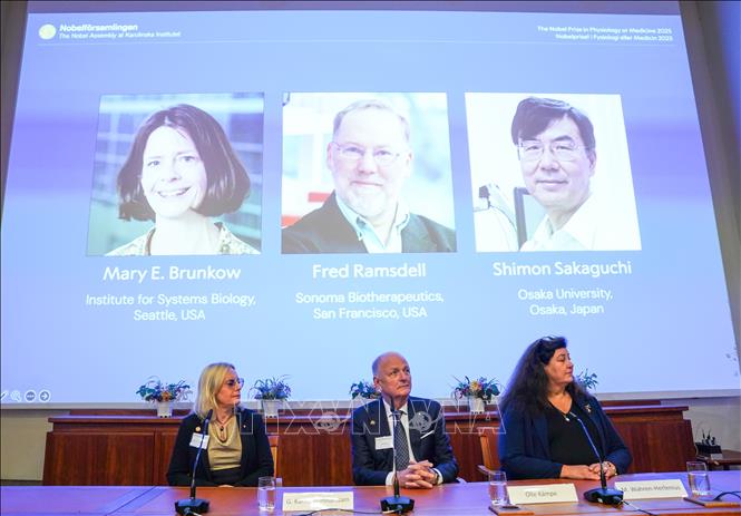 Ngày 6/10/2025, Hội đồng Nobel tại Viện Karolinska đã quyết định trao giải Nobel Y sinh năm nay cho 3 nhà khoa học Mary E. Brunkow (Mỹ), Fred Ramsdell (Mỹ) và Shimon Sakaguchi (Nhật Bản) nhằm tôn vinh những đóng góp mang tính đột phá của họ trong lĩnh vực sinh học miễn dịch mà cụ thể là cơ chế dung nạp miễn dịch ngoại vi. Ảnh: THX/TTXVN