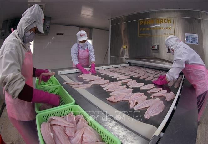 Processing tra fish at the Go Dang Tien Giang JSC's factory in the Dong Thap province. VNA Photo