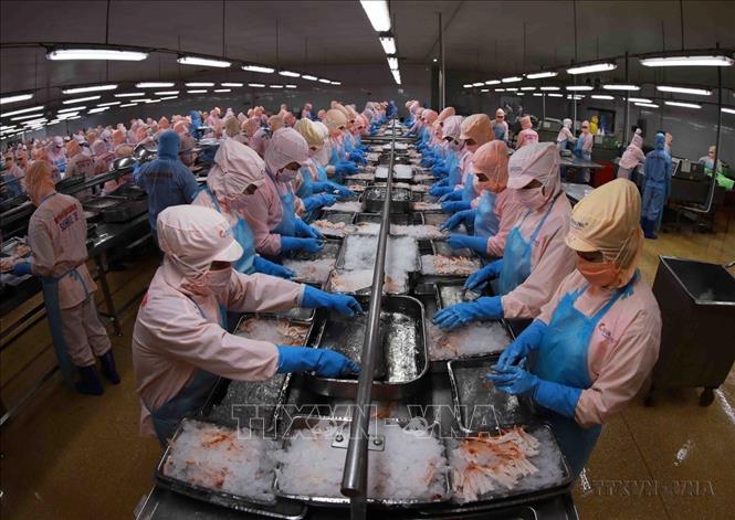 Theo Bộ Nông nghiệp và Môi trường, giá trị xuất khẩu thủy sản tháng 8 năm 2025 ước đạt 950 triệu USD, đưa tổng giá trị xuất khẩu hàng thủy sản 8 tháng đầu năm 2025 đạt 7,03 tỷ USD, tăng 11,5% so với cùng kỳ năm 2024. Đây là kết quả đáng khích lệ và ghi nhận sự đóng góp của doanh nghiệp Việt trên con đường phát triển của ngành. Ảnh: Vũ Sinh - TTXVN