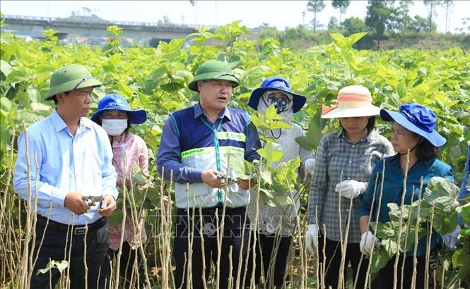Giám đốc Trung tâm Khuyến nông Quốc gia Lê Quốc Thanh hướng dẫn kỹ thuật khắc phục cây dâu sau lũ. Ảnh: Đinh Thùy - TTXVN