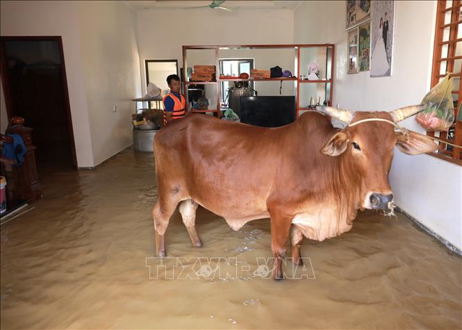 Gia súc được người dân đưa vào trong nhà để tránh lũ. Ảnh: Phan Phương - TTXVN