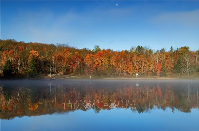 Lá cây nhuộm sắc đỏ và vàng trong công viên tại Huntsville, Ontario, Canada. Ảnh: THX/TTXVN