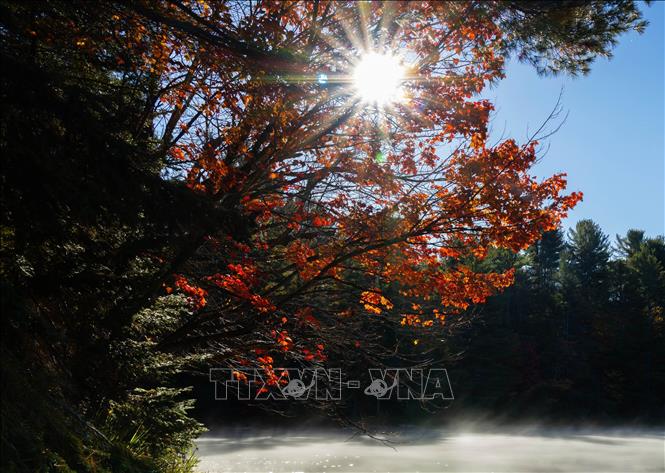 Lá cây nhuộm sắc đỏ trong công viên tại Huntsville, Ontario, Canada. Ảnh: THX/TTXVN