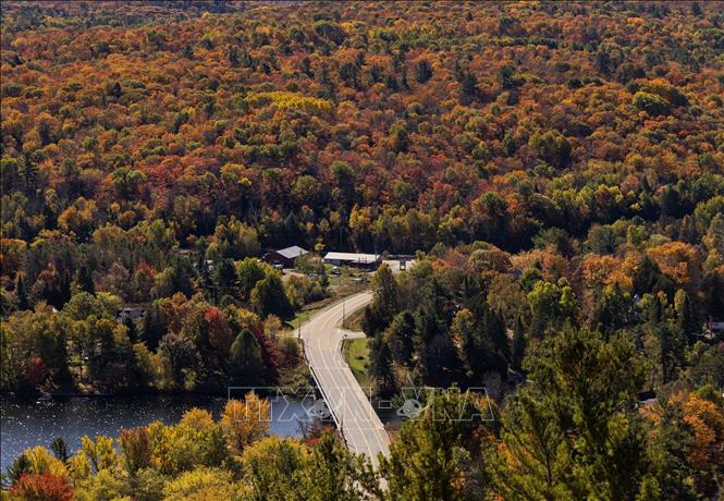 Lá cây nhuộm sắc đỏ và vàng tại Ontario, Canada. Ảnh: THX/TTXVN