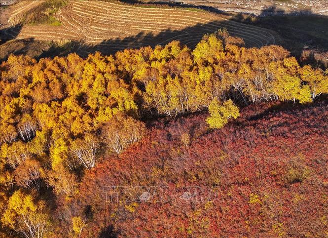 Cảnh đẹp mùa thu tại khu tự trị Nội Mông, Trung Quốc. Ảnh: THX/TTXVN