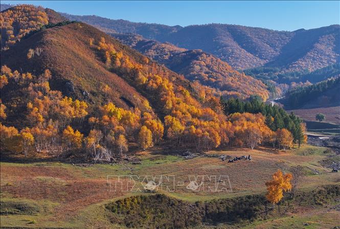 Cảnh đẹp mùa thu tại khu tự trị Nội Mông, Trung Quốc. Ảnh: THX/TTXVN