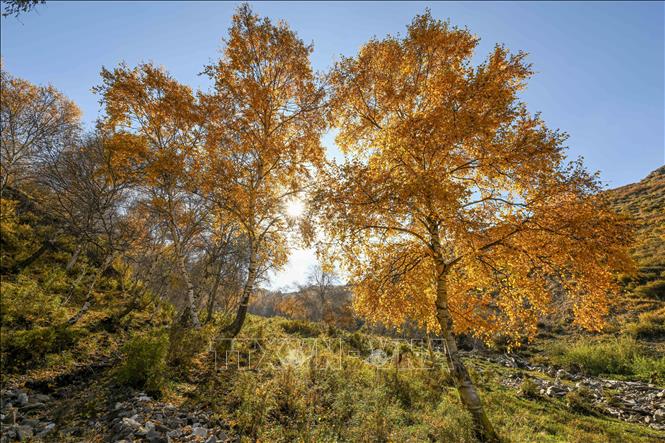 Cảnh đẹp mùa thu tại khu tự trị Nội Mông, Trung Quốc. Ảnh: THX/TTXVN