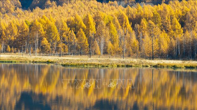 Cảnh đẹp mùa thu tại khu tự trị Nội Mông, Trung Quốc. Ảnh: THX/TTXVN