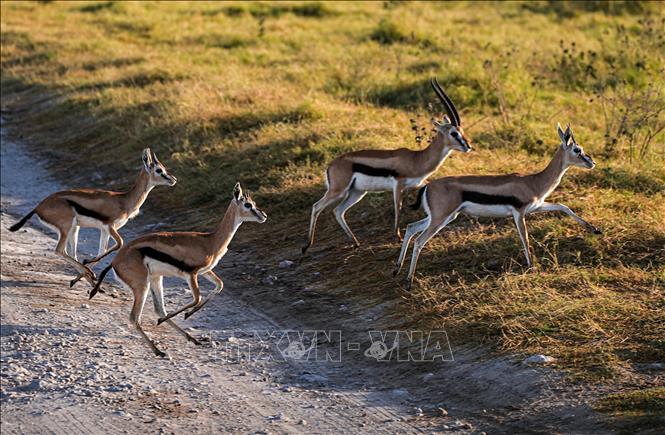 Cảnh đẹp mùa thu tại Kajiado, Kenya. Ảnh: THX/TTXVN