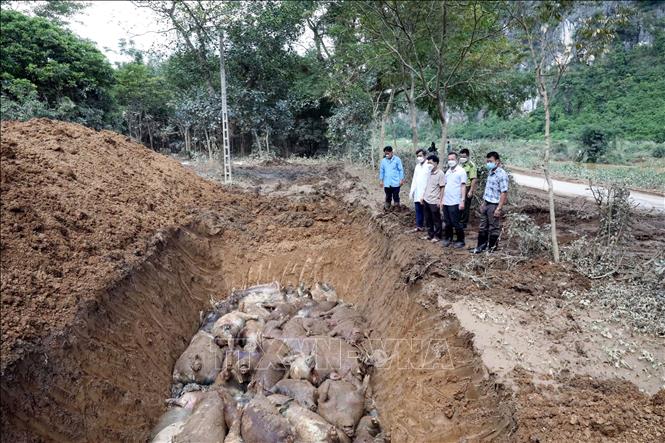 Cơ quan chuyên môn tỉnh Lạng Sơn kiểm tra công tác tiêu hủy lợn chết, xử lý môi trường sau lũ tại xã Yên Bình. Ảnh: Văn Đạt - TTXVN