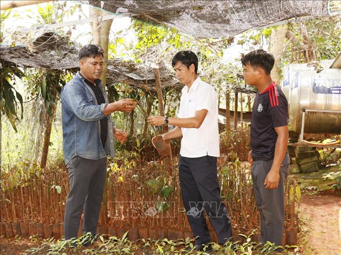 Anh Thạch Sum (trái) chia sẻ cách ươm giống cây rau nhíp tại vườn ươm. Ảnh: K GỬIH - TTXVN 