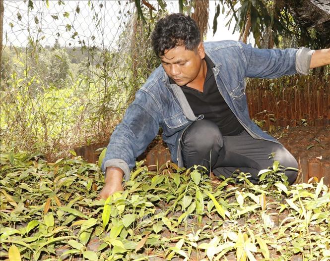 Anh Thạch Sum chăm sóc cây rau nhíp. Ảnh: K GỬIH - TTXVN 