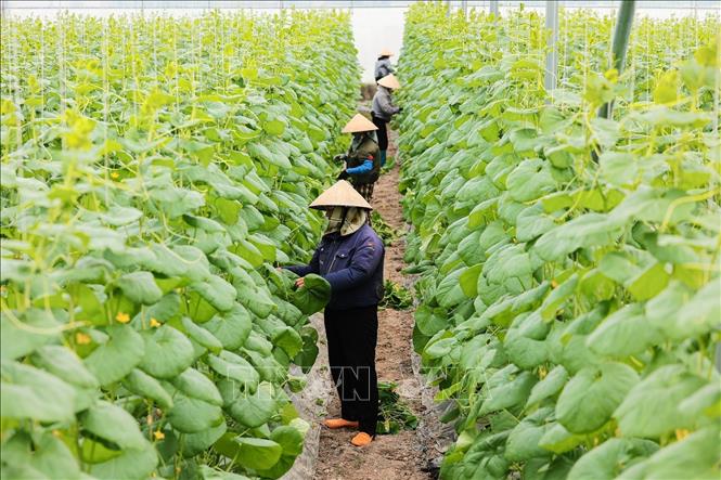 Nông dân tỉa bỏ chồi nách giúp cây dưa vàng tập trung dinh dưỡng cho thân chính. Ảnh: Lê Đông - TTXVN