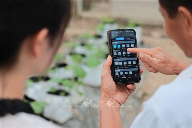 Nông dân vận hành hệ thống tưới tự động bằng điện thoại thông minh. Ảnh: Lê Đông - TTXVN