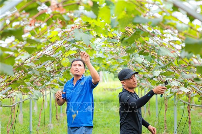 Nông dân cắt tỉa lá nho úa giúp hạn chế sâu bệnh, nâng cao chất lượng quả. Ảnh: Lê Đông - TTXVN