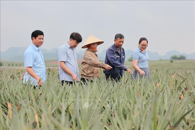 Chính quyền địa phương đang có định hướng xây dựng dứa quả Hà Long trở thành sản phẩm OCOP để nâng cao giá trị và thương hiệu. Ảnh: Lê Đông - TTXVN