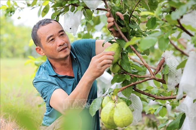 Mô hình trồng ổi tại Thanh Hoá mang lại hiệu quả kinh tế cao, giúp nhiều hộ dân ổn định thu nhập, cải thiện đời sống. Ảnh: Lê Đông - TTXVN