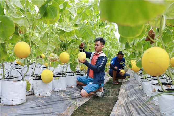 Mô hình trồng dưa vàng trong nhà màng của HTX Dịch vụ nông nghiệp Thiệu Hưng theo tiêu chuẩn VietGap tại huyện Thiệu Hoá, tỉnh Thanh Hoá. Ảnh: Lê Đông - TTXVN