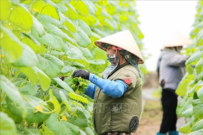 Nông dân tỉa bỏ chồi nách giúp cây dưa vàng tập trung dinh dưỡng cho thân chính. Ảnh: Lê Đông - TTXVN