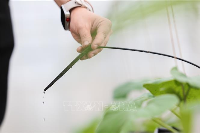 Hệ thống tưới nhỏ giọt cho phép kiểm soát lượng nước và dinh dưỡng đến cây trồng. Ảnh: Lê Đông - TTXVN