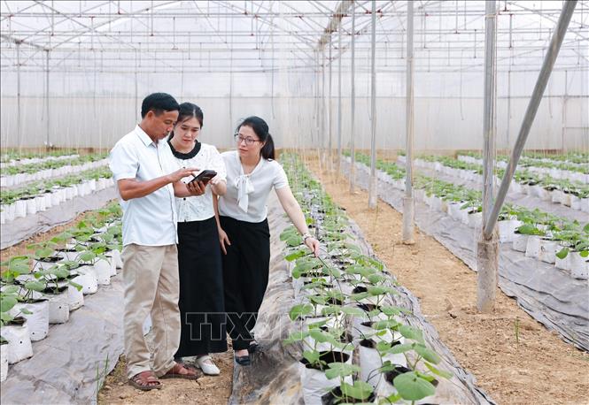 Hợp tác xã Dịch vụ nông nghiệp Thiệu Hưng, huyện Thiệu Hoá, tỉnh Thanh Hoá, chủ động ứng dụng công nghệ để nâng cao năng suất. Ảnh: Lê Đông - TTXVN