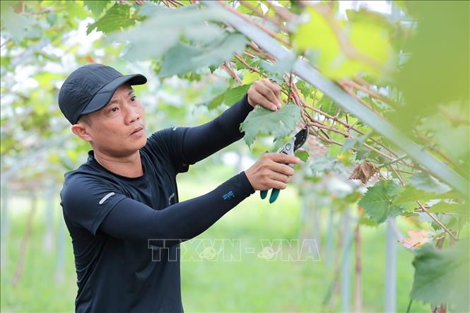 Nông dân cắt tỉa lá nho úa giúp hạn chế sâu bệnh, nâng cao chất lượng quả. Ảnh: Lê Đông - TTXVN