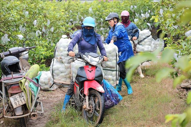 Người dân vận chuyển ổi ra thị trường. Ảnh: Lê Đông - TTXVN