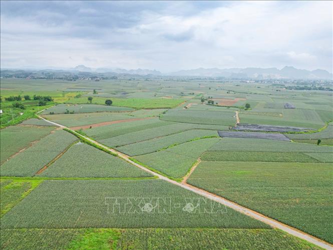 Toàn xã Hà Long, tỉnh Thanh Hoá có hơn 750 ha diện tích trồng dứa với hàng trăm hộ tham gia. Ảnh: Lê Đông - TTXVN