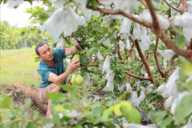 Chuyển đổi đất trồng lúa kém hiệu quả sang trồng ổi ở Thanh Hoá đã mang lại hiệu quả kinh tế, góp phần nâng cao thu nhập cho người nông dân. Ảnh: Lê Đông - TTXVN