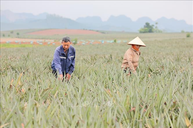Trồng dứa tại xã Hà Long, huyện Hà Trung, tỉnh Thanh hoá là một mô hình kinh tế trọng điểm và mang lại hiệu quả cao cho người dân địa phương. Ảnh: Lê Đông - TTXVN