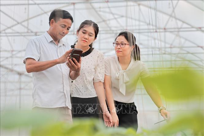 Nông dân vận hành hệ thống tưới tự động bằng điện thoại thông minh. Ảnh: Lê Đông - TTXVN